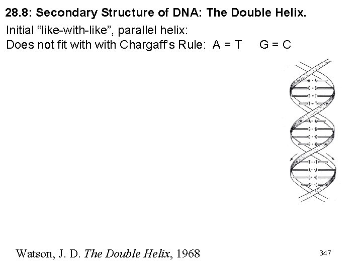 28. 8: Secondary Structure of DNA: The Double Helix. Initial “like-with-like”, parallel helix: Does