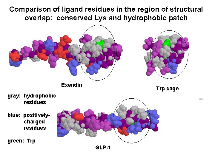 Comparison of ligand residues in the region of structural overlap: conserved Lys and hydrophobic Comparison of ligand residues in the region of structural overlap: conserved Lys and hydrophobic