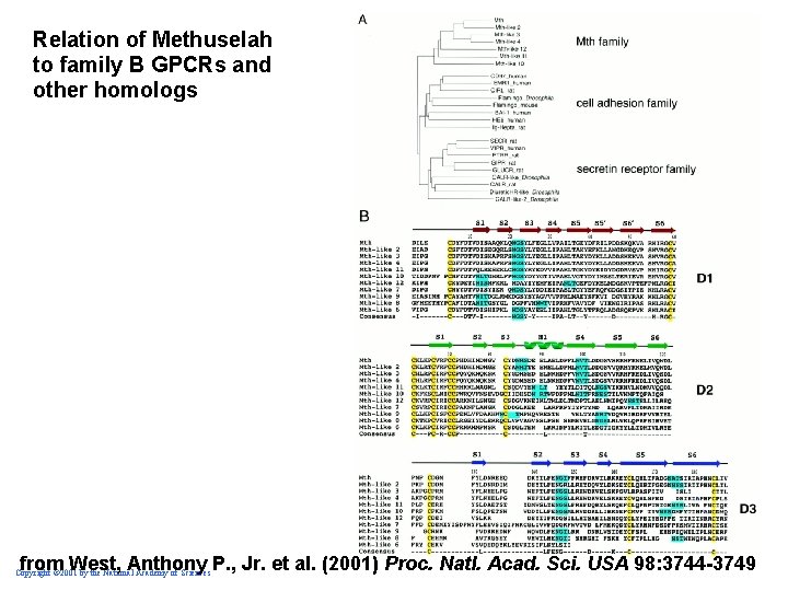 Relation of Methuselah to family B GPCRs and other homologs from West, Anthony P.