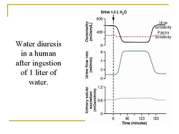 Water diuresis in a human after ingestion of 1 liter of water. 