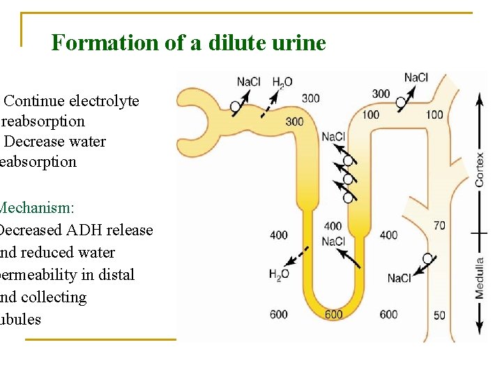 Formation of a dilute urine Continue electrolyte reabsorption Decrease water eabsorption Mechanism: Decreased ADH