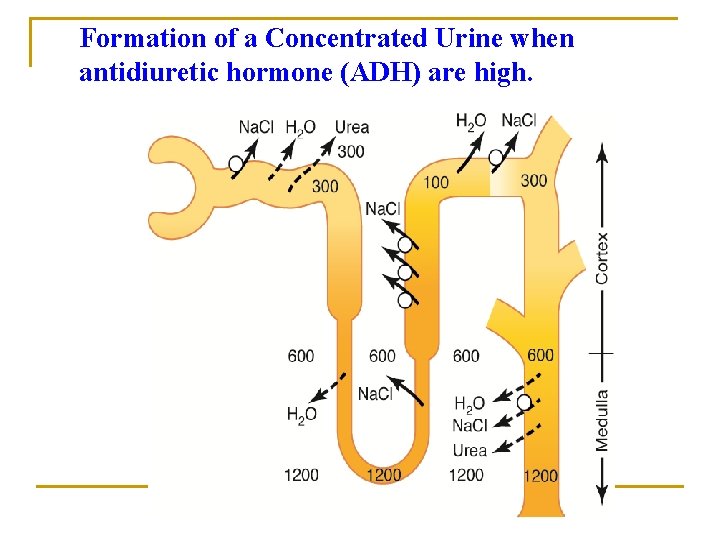 Formation of a Concentrated Urine when antidiuretic hormone (ADH) are high. 