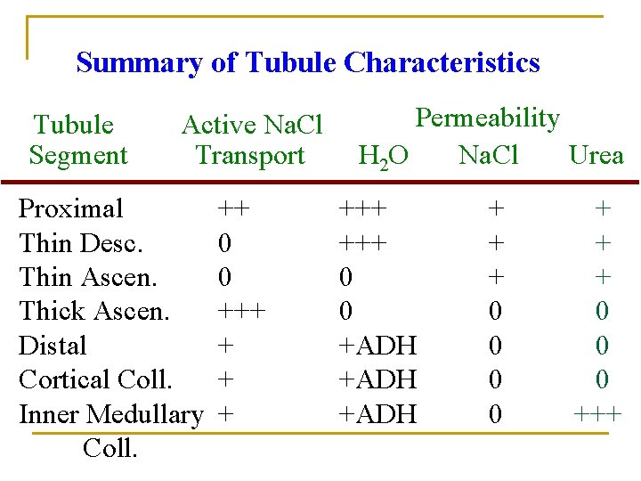 Summary of Tubule Characteristics Tubule Segment Active Na. Cl Transport Proximal Thin Desc. Thin