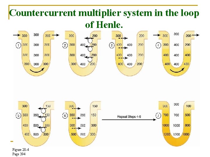 Countercurrent multiplier system in the loop of Henle. Figure 28 -4 Page 394 