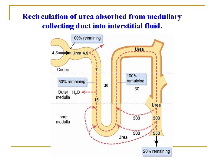 Recirculation of urea absorbed from medullary collecting duct into interstitial fluid. 