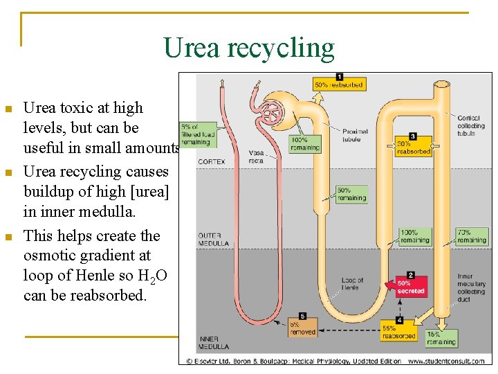 Urea recycling n n n Urea toxic at high levels, but can be useful