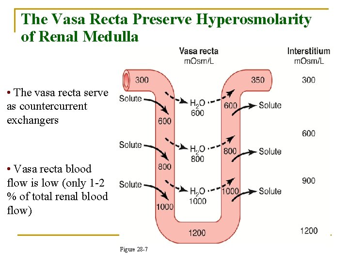 The Vasa Recta Preserve Hyperosmolarity of Renal Medulla • The vasa recta serve as