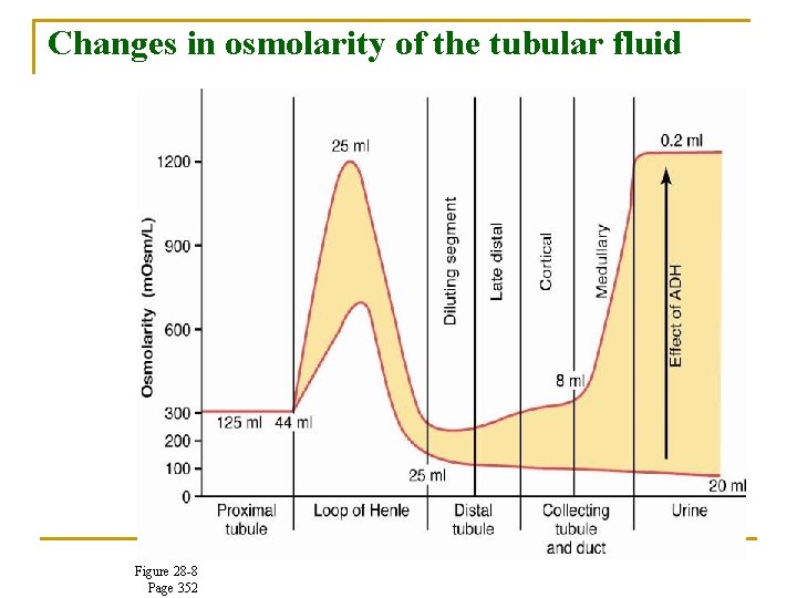 Changes in osmolarity of the tubular fluid Figure 28 -8 Page 352 