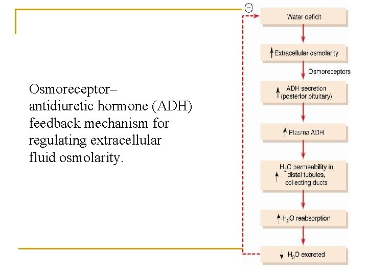 Osmoreceptor– antidiuretic hormone (ADH) feedback mechanism for regulating extracellular fluid osmolarity. 
