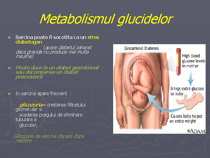 Metabolismul glucidelor ► Sarcina poate fi socotita ca un stres diabetogen (apare diabetul zaharat