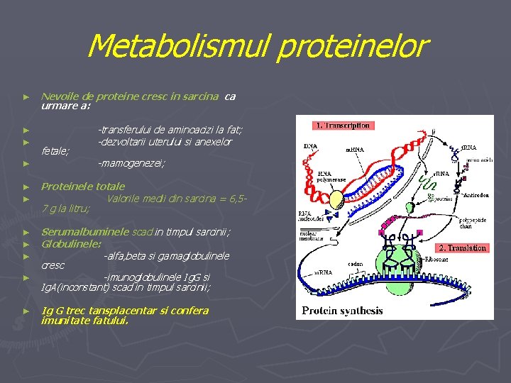 Metabolismul proteinelor ► ► Nevoile de proteine cresc in sarcina ca urmare a: fetale;