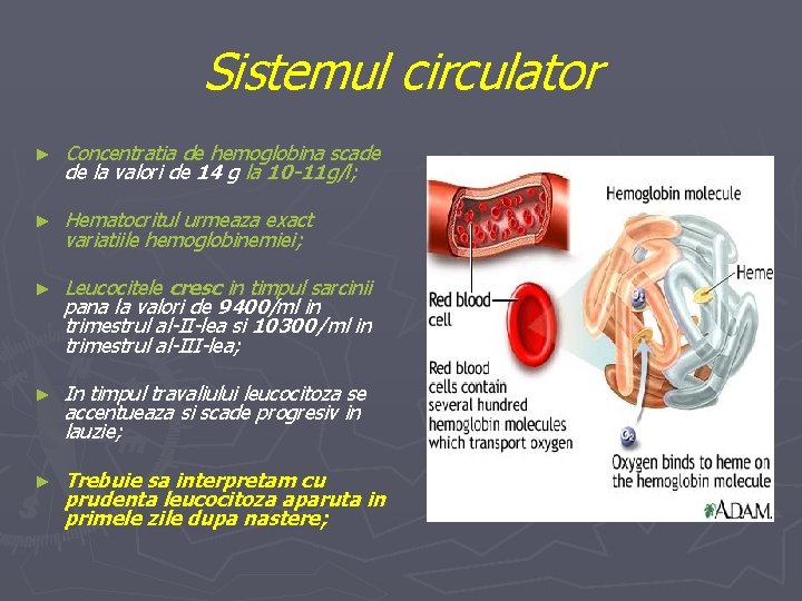 Sistemul circulator ► Concentratia de hemoglobina scade de la valori de 14 g la