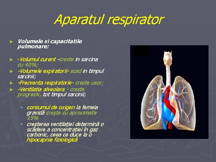 Aparatul respirator ► Volumele si capacitatile pulmonare: ► -Volumul curent -creste in sarcina ►