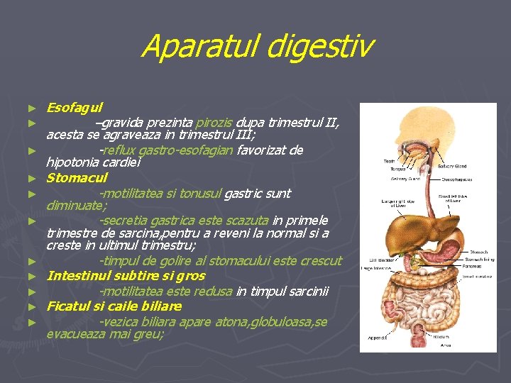 Aparatul digestiv ► ► ► Esofagul –gravida prezinta pirozis dupa trimestrul II, acesta se