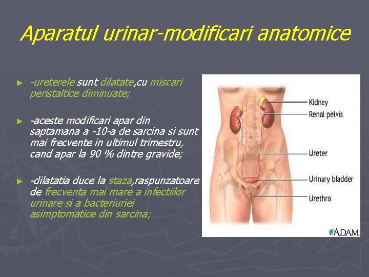 Aparatul urinar-modificari anatomice ► -ureterele sunt dilatate, cu miscari peristaltice diminuate; ► -aceste modificari
