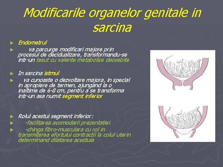 Modificarile organelor genitale in sarcina ► ► Endometrul va parcurge modificari majore prin procesul