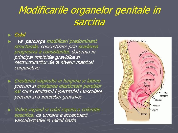 Modificarile organelor genitale in sarcina ► ► Colul va parcurge modificari predominant structurale, concretizate
