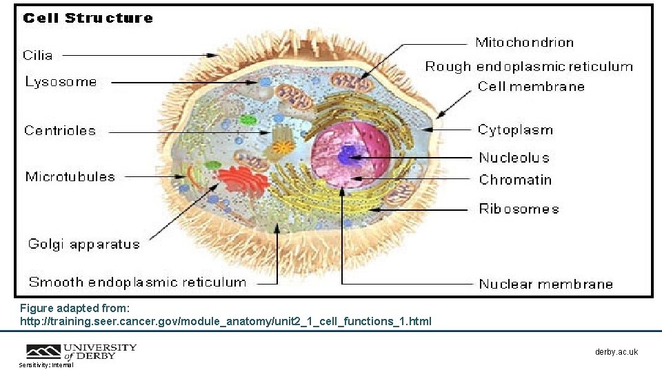 Figure adapted from: http: //training. seer. cancer. gov/module_anatomy/unit 2_1_cell_functions_1. html derby. ac. uk Sensitivity: