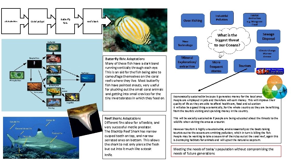 phytoplankton Coral polyps Butterfly fish reef shark Butterfly fish: Adaptations Many of these fish