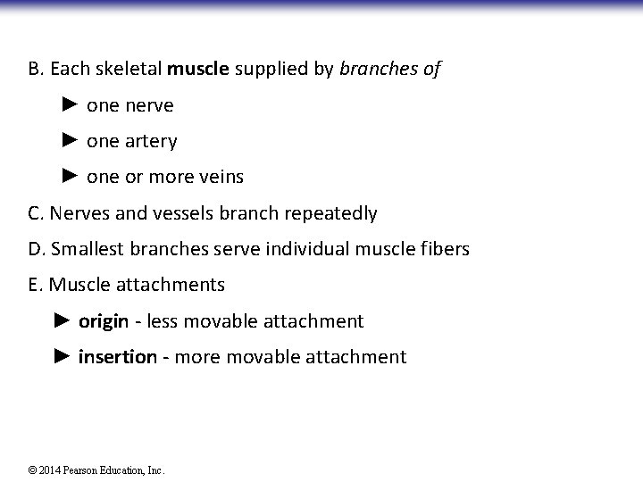 B. Each skeletal muscle supplied by branches of ► one nerve ► one artery