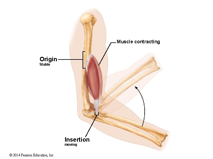 Muscle contracting Origin Stable Insertion moving © 2014 Pearson Education, Inc. 