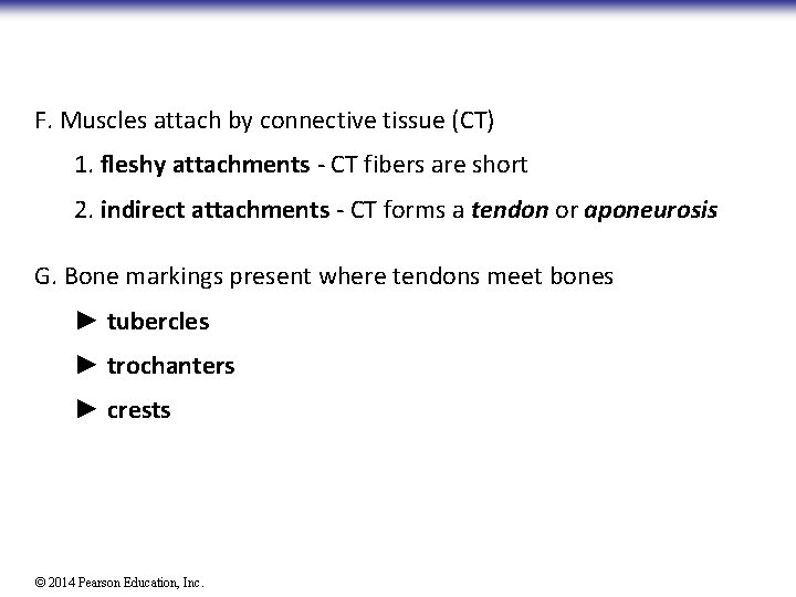 F. Muscles attach by connective tissue (CT) 1. fleshy attachments - CT fibers are