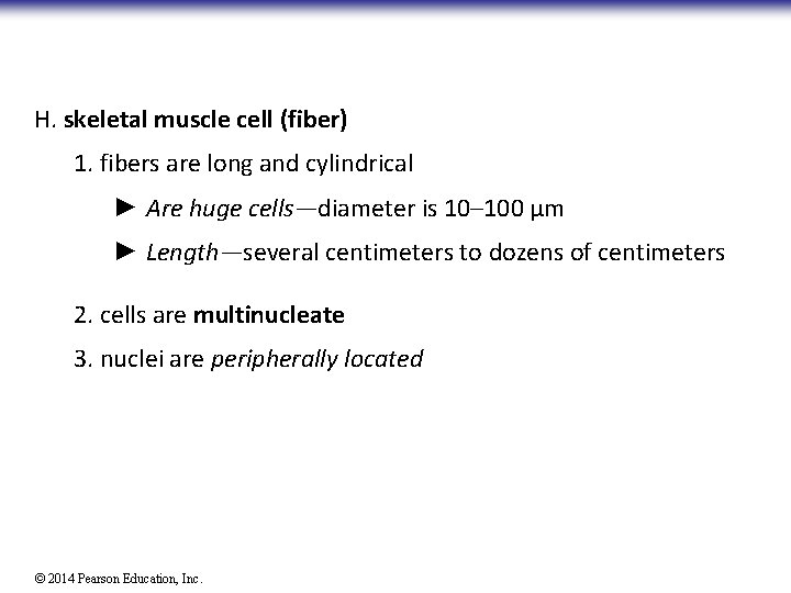 H. skeletal muscle cell (fiber) 1. fibers are long and cylindrical ► Are huge