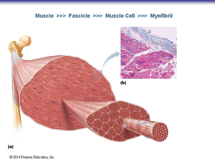 Muscle >>> Fascicle >>> Muscle Cell >>> Myofibrils ► Are long rods within cytoplasm