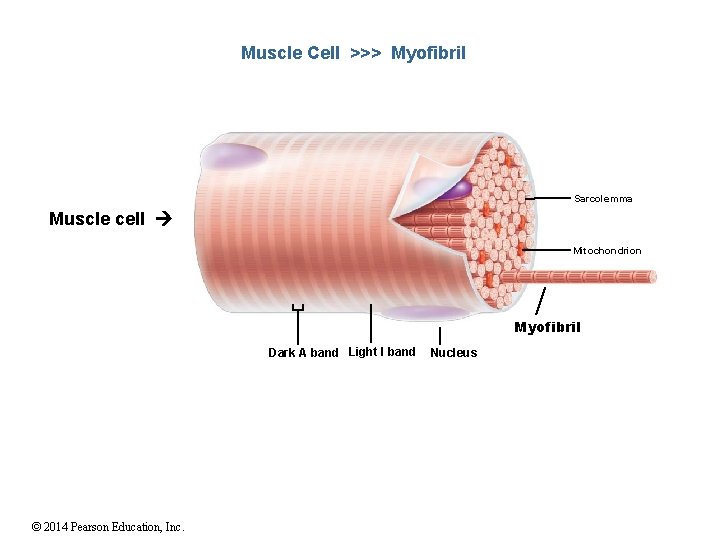 Muscle Cell >>> Myofibril Sarcolemma Muscle cell Mitochondrion Myofibril Dark A band Light I