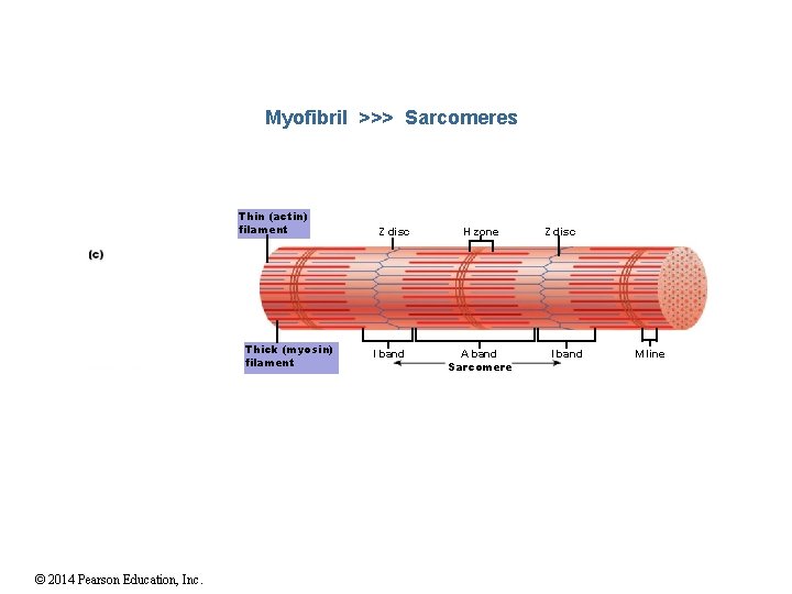 Myofibril >>> Sarcomeres Thin (actin) filament Thick (myosin) filament © 2014 Pearson Education, Inc.