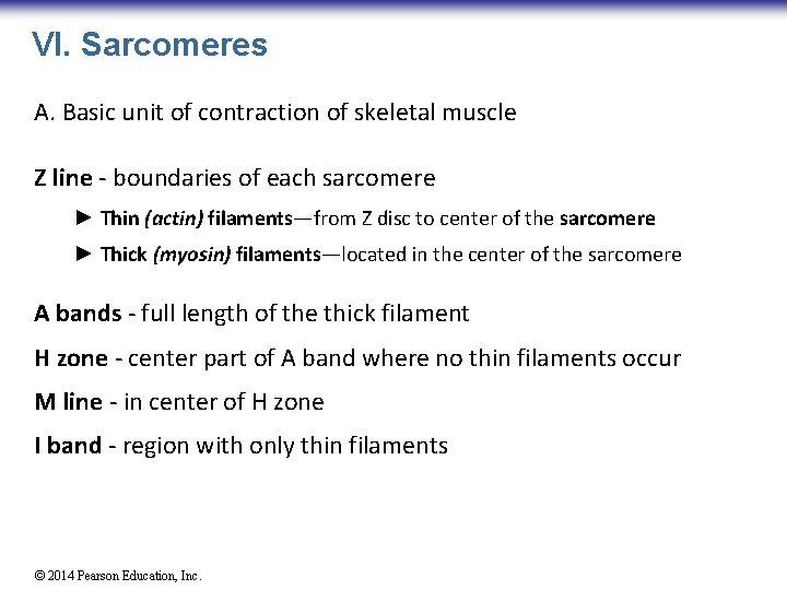 VI. Sarcomeres A. Basic unit of contraction of skeletal muscle Z line - boundaries