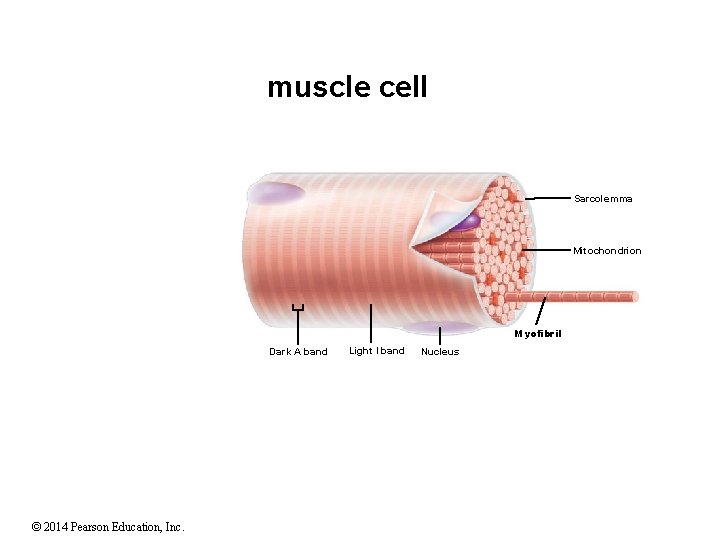 muscle cell Sarcolemma Mitochondrion Myofibril Dark A band © 2014 Pearson Education, Inc. Light