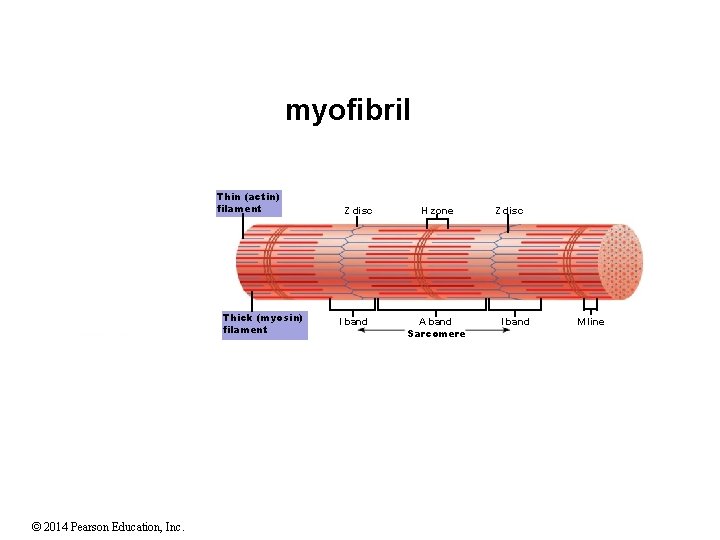 myofibril Thin (actin) filament Thick (myosin) filament © 2014 Pearson Education, Inc. Z disc