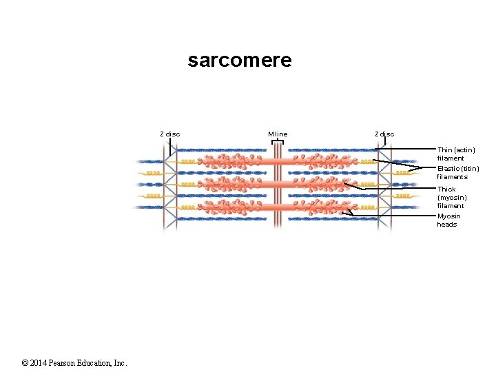 sarcomere Z disc M line Z disc Thin (actin) filament Elastic (titin) filaments Thick