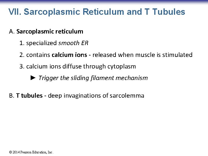 VII. Sarcoplasmic Reticulum and T Tubules A. Sarcoplasmic reticulum 1. specialized smooth ER 2.