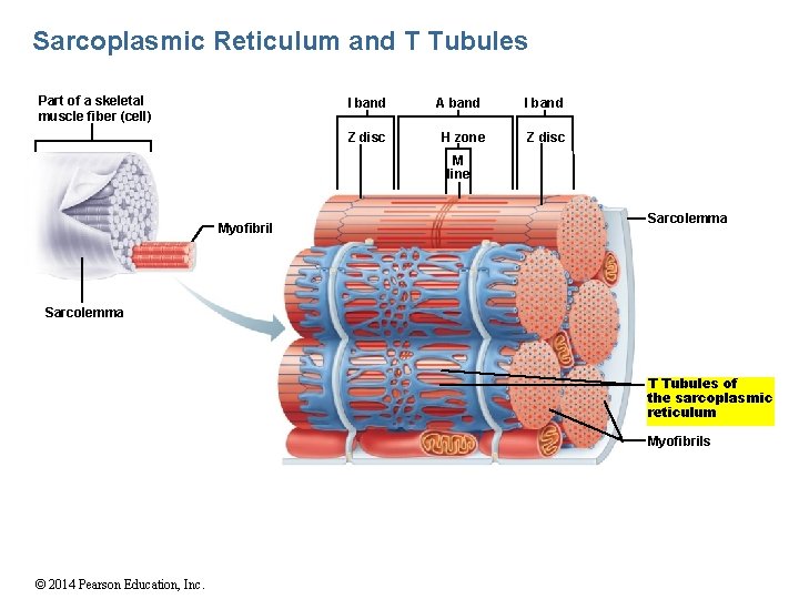 Sarcoplasmic Reticulum and T Tubules Part of a skeletal muscle fiber (cell) I band