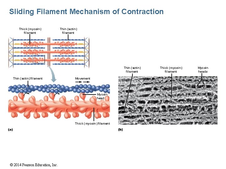 Sliding Filament Mechanism of Contraction Thick (myosin) filament Thin (actin) filament Movement Myosin head