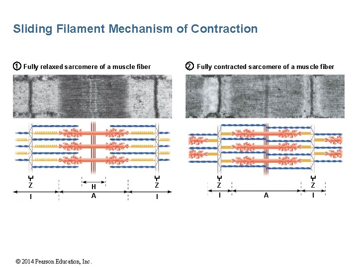 Sliding Filament Mechanism of Contraction 1 Fully relaxed sarcomere of a muscle fiber Z