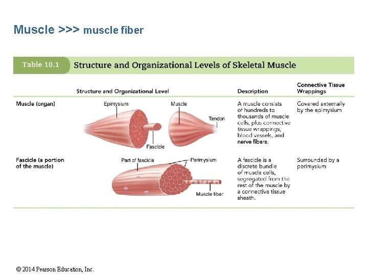 Muscle >>> muscle fiber © 2014 Pearson Education, Inc. 