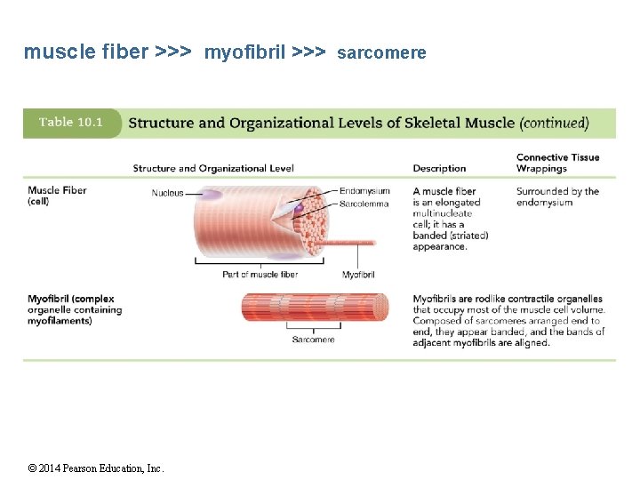 muscle fiber >>> myofibril >>> sarcomere © 2014 Pearson Education, Inc. 