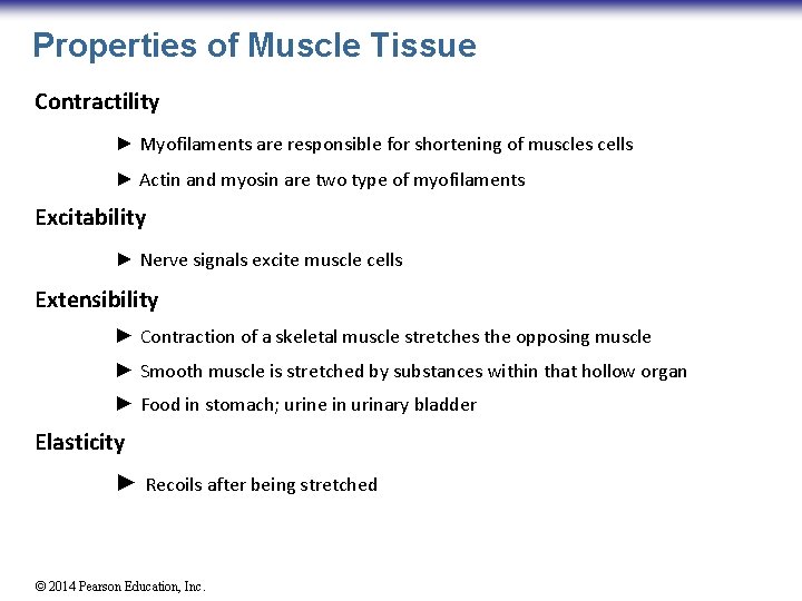 Properties of Muscle Tissue Contractility ► Myofilaments are responsible for shortening of muscles cells