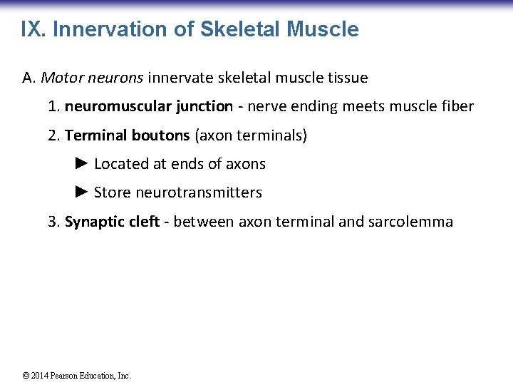 IX. Innervation of Skeletal Muscle A. Motor neurons innervate skeletal muscle tissue 1. neuromuscular