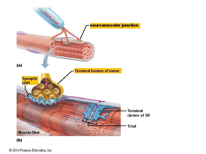 neuromuscular junction Terminal bouton of nerve Synaptic cleft Terminal cistern of SR Triad Muscle