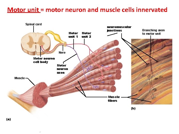 Motor unit = motor neuron and muscle cells innervated Spinal cord Motor unit 1