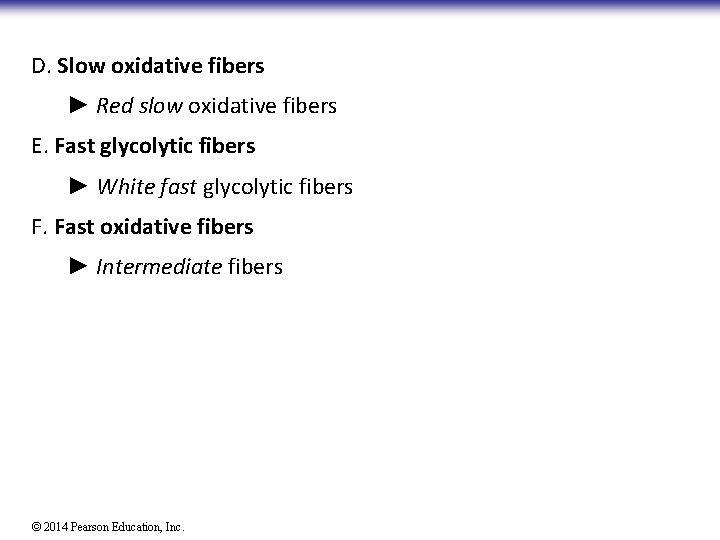 D. Slow oxidative fibers ► Red slow oxidative fibers E. Fast glycolytic fibers ►