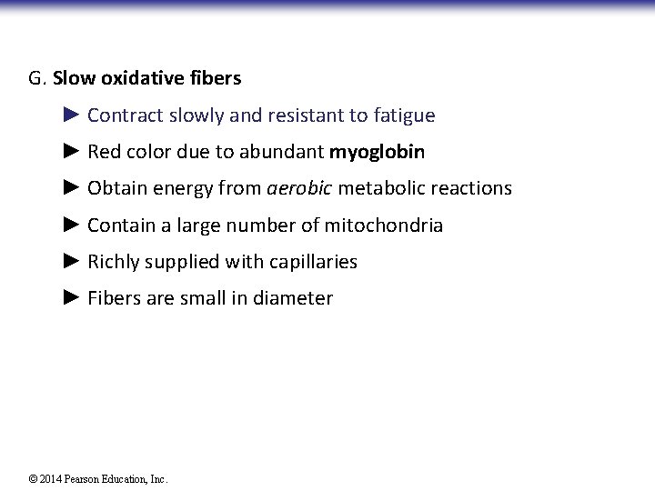 G. Slow oxidative fibers ► Contract slowly and resistant to fatigue ► Red color