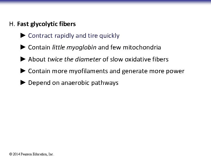 H. Fast glycolytic fibers ► Contract rapidly and tire quickly ► Contain little myoglobin