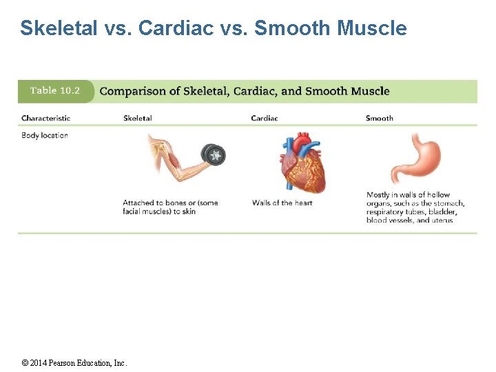 Skeletal vs. Cardiac vs. Smooth Muscle © 2014 Pearson Education, Inc. 