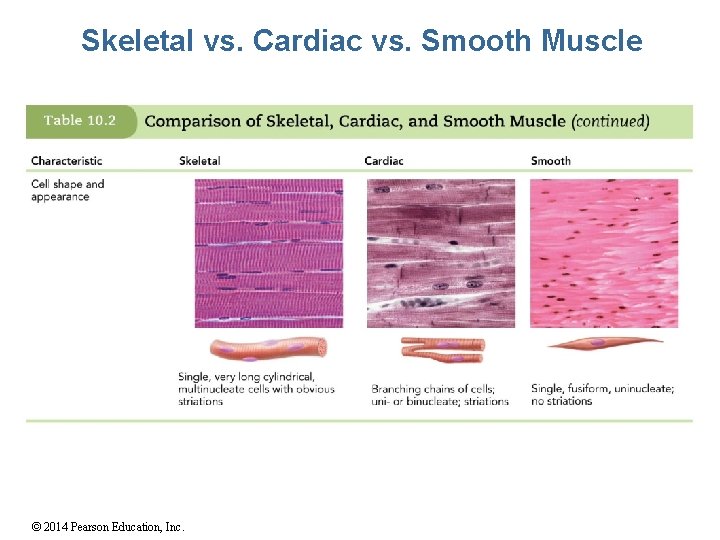 Skeletal vs. Cardiac vs. Smooth Muscle © 2014 Pearson Education, Inc. 