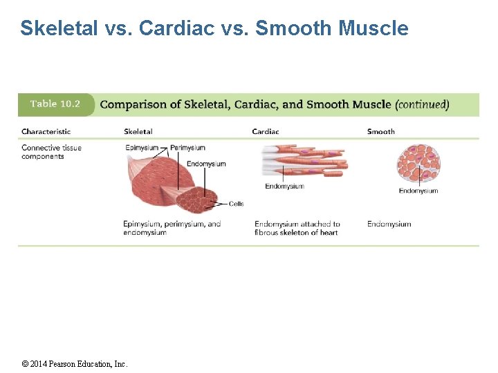 Skeletal vs. Cardiac vs. Smooth Muscle © 2014 Pearson Education, Inc. 